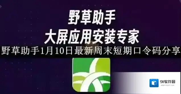 野草助手影视