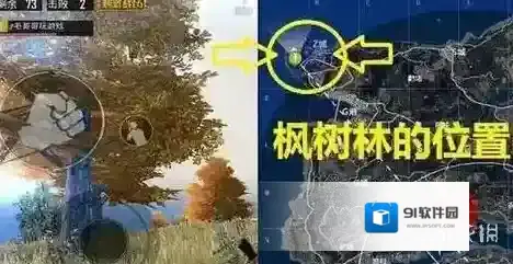 刺激战场枫树林位置在哪里 枫树林野餐彩蛋介绍