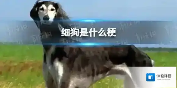 细狗是什么梗 女生说男生细狗是什么意思