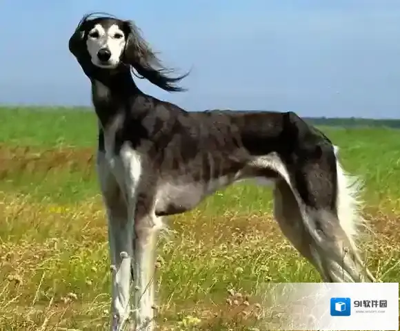梗百科女生说