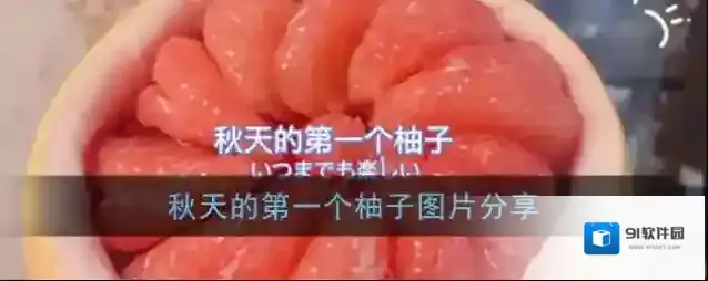 小红书柚子