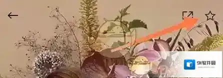 野兽派中心