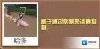 疯狂动物园版本
